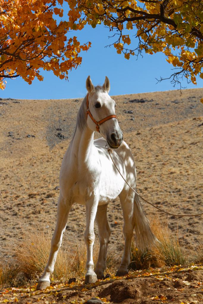آشنایی با عکاسی از اسب