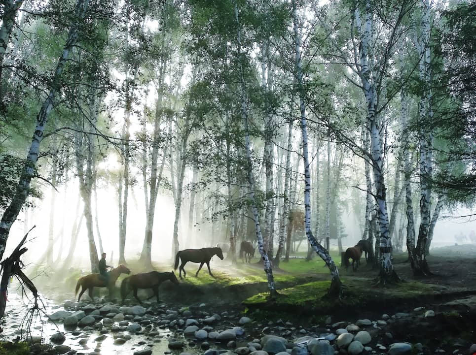 تور عکاسی از اسب و سوارکاری در جنگل